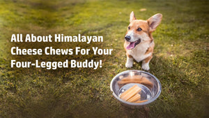 Dog Treats: All About Himalayan Cheese Chews For Your Four-Legged Buddy!