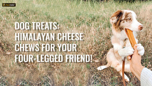 Dog Treats: Himalayan Cheese Chews for Your Four-Legged Friend!